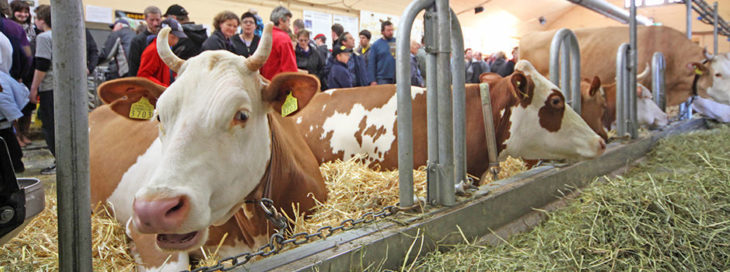 Csm Agri Messe Kuh 25Ddfbdfe6