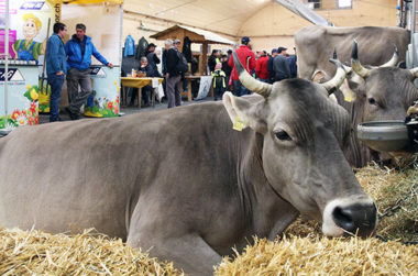 Teaser kleines Bild Agri Messe Thun Kühe