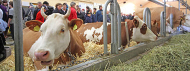 Csm Agri Messe Kuh 25Ddfbdfe6